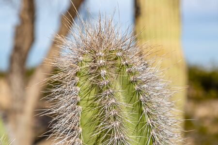 A close up of a cactus with an abundance of spikesの写真素材