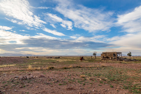 An old wooden building in rural Arizona, with a cow standing nearby
