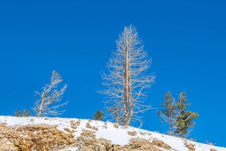 Looking up at trees on a snowy Utah hillside, with a clear sky behindの写真素材