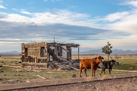 Two cows in rural Arizona, with a derelict building  behind themの写真素材