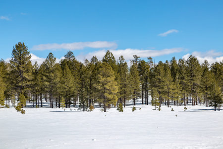 Woodland in Bryce Canyon National Park, on a sunny winters day with snow on the ground