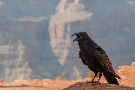 A bird perched on a rock at the Grand Canyon, in Arizona