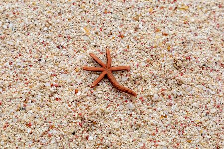 A small starfish on the beach in Barbadosの写真素材