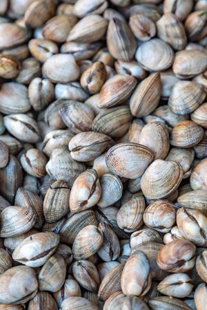 A full frame photograph of an abundance of clams on a market stallの写真素材