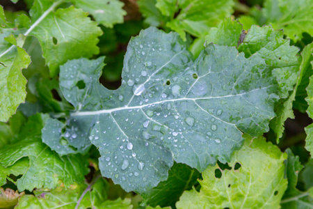 Rain water on a turnip leaf, on a farm in Sussex