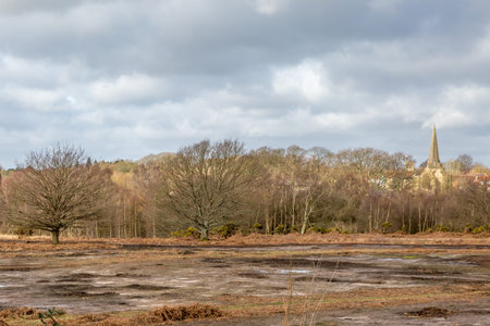 A Winter View of a Church Spire behind Bare Trees, at Chailey Common in Sussex