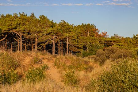 Formby pinewoods on a summers eveningの写真素材