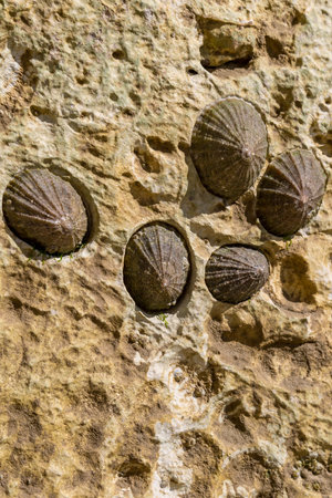 Limpet shells on a rock along the Sussex coastの写真素材