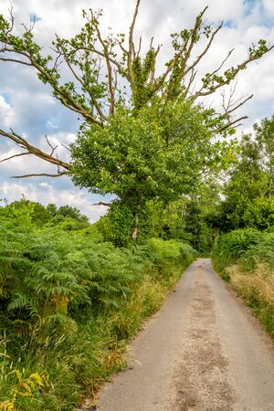 Looking along a narrow country road in Sussexの写真素材