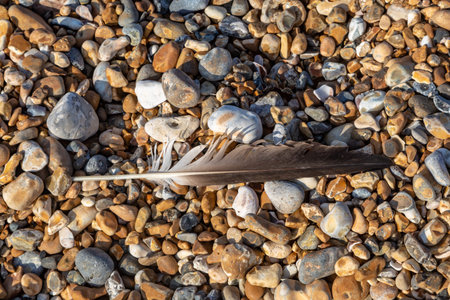 Looking down at a feather lying on the pebbles of Hove beach, in Sussex