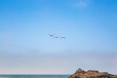 Pelicans in flight over Seal Rock, off the Californian coast near San Franciscoの写真素材