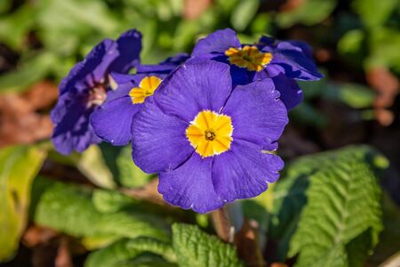 Purple primrose flowers, with a shallow depth of fieldの写真素材