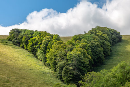 Woodland on a hillside in Sussex in the shape of a letter Vの写真素材