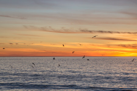 Birds in flight over the ocean at sunset