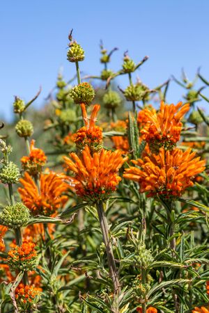 Leonotis Nepetifolia, also known as Lion's Ear flowers growing in San Franciscoの写真素材