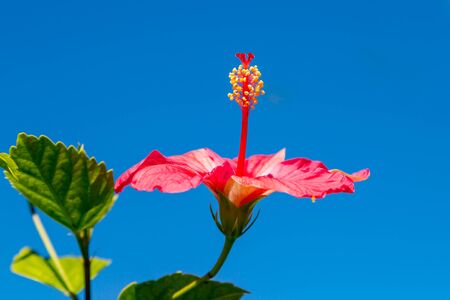 Looking up at a vibrant hibiscus flower against a clear blue skyの写真素材