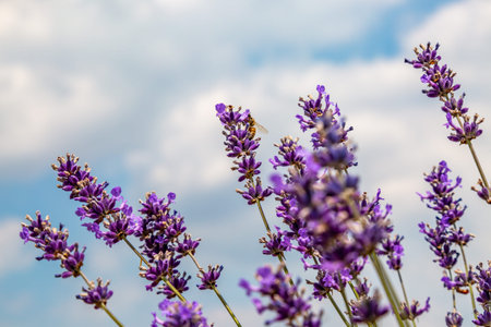 Looking up at lavender flowers against the sky