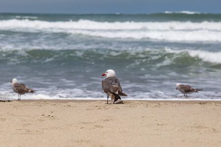 Gulls on the shoreline of Ocean Beach, San Franciscoの写真素材