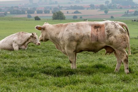 A cow with a visible caesarean scar, on a farm in Franceの写真素材