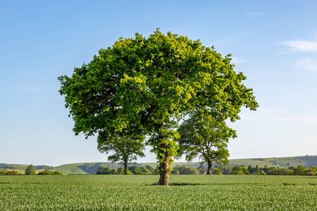 Green trees in a field of young crops, on a sunny evening in Sussexの写真素材