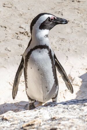 A penguin standing on Boulder's Beach on the Cape Peninsula, South Africaの写真素材