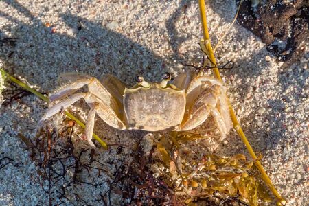 Looking Down on a Crab on the Beach in Barbadosの写真素材
