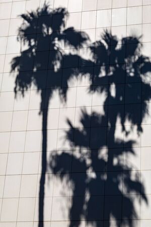 Palm tree shadows on the outside of a building on a sunny dayの写真素材