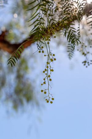 Seeds from a Schinus Molle tree hanging down, with a shallow  depth of fieldの写真素材