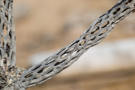 A close up of a dead branch of a Joshua Tree, with a shallow depth of fieldの写真素材