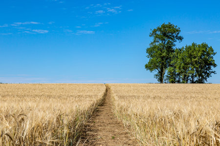 A pathway through a field of wheat that is ready for harvesting, in Sussex