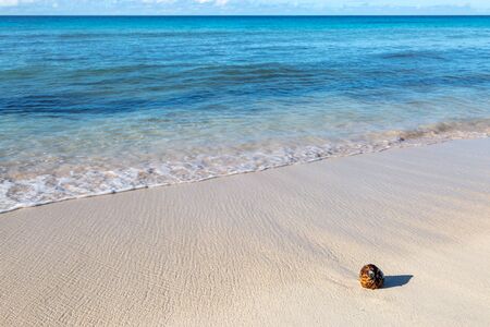 A coconut on an idyllic sandy beach on the island of Barbadosの写真素材