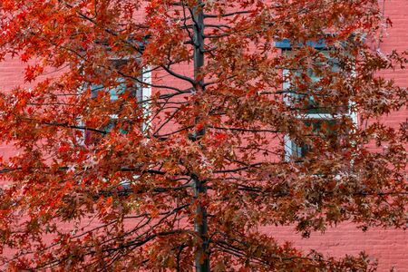 A Tree with Red Leaves in Front of a Red Buildingの写真素材