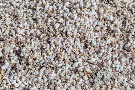 Looking down on a bed of seashells at Salton Sea Beach