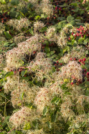 Old Man's Beard and blackberry bushes in the countryside