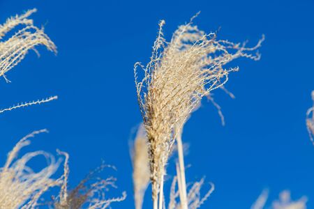 OLooking up at ornamental grass blowing in the windの写真素材