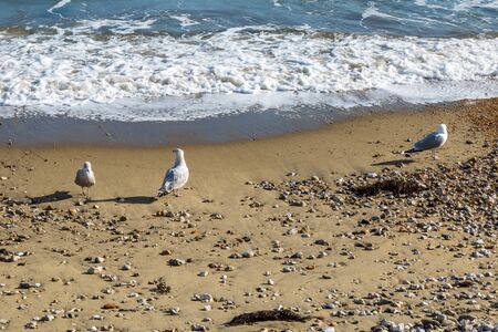 Sea birds standing on the shoreline of Shanklin Beach on the Isle of Wightの写真素材