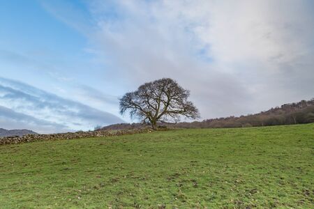 A photograph of a tree in a field in the Lake Districtの写真素材