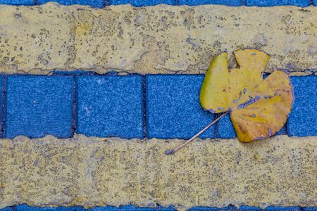A fallen yellow leaf that has landed on road markingsの写真素材