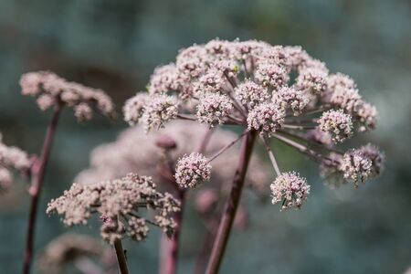 Delicate pink flowers taken with a shallow depth of fieldの写真素材