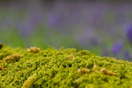 Moss growing on a fallen tree trunk, with bluebell flowers behindの写真素材