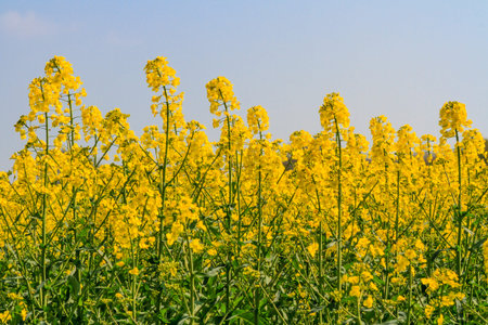 A vivid yellow oilseed rape crop with a blue sky overhead