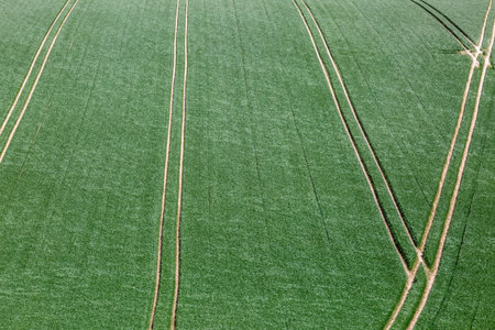 A full frame photograph of a green fields with tractor lines