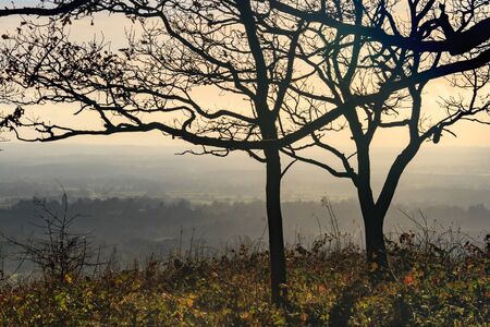 A hazy view looking down from Colley Hill in Surrey, with silhouetted trees in the foreground.の写真素材