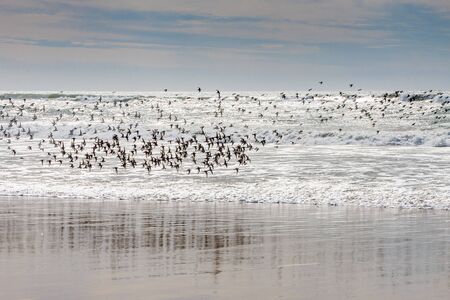 A large group of birds in flight over the shoreline on the Californian coastの写真素材