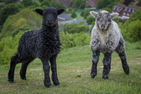 Lambs on a hillside near Lewes in Sussexの写真素材