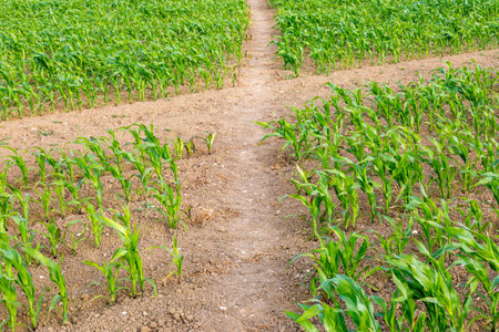 Pathways between rows of young crops growing on a Sussex farm