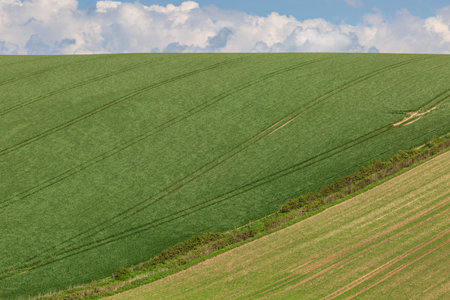Green Sussex Farmland in Springtime, on a Sunny Day