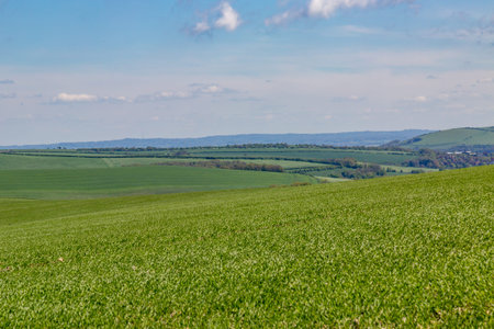 A green South Downs landscape during spring