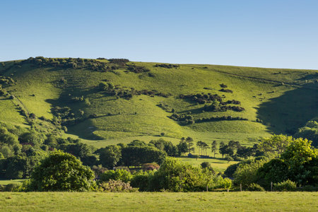 A Green South Downs Landscape