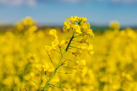 A Canola/Rapeseed Field in Sussex during Springの写真素材